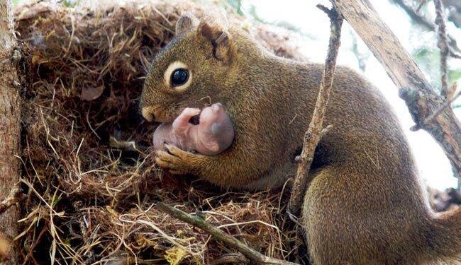 عکسی از نوزاد بانمک سنجاب در آغوش مادرش