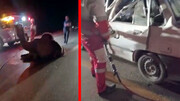 برخورد وحشتناک خودرو پراید با شتر در گنبد کاووس + مجروحیت ۴ زن و مرد / فیلم