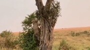 مهارت بالای پلنگ در حمل آهو شکار شده به بالای درخت / فیلم