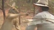 تصاویر دیدنی از رام کردن کانگورو توسط مرد دوستدار محیط زیست / فیلم