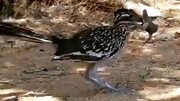 شکار گنجشک توسط پرنده‌ای عجیب به نام کوکوی دونده / فیلم