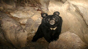 لحظه نجات خرس تنبل گرفتار شده در چاه عمیق / فیلم
