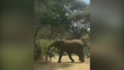 ویدیو احساسی از واکنش فیل مادر به مرگ فرزندش