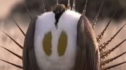 ویدیو تماشایی از حرکات دیدنی سیاه خروس برنجساف برای جفت‌یابی