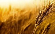 ایران ۵۰ هزار تن گندم وارداتی روسی را برگشت زد