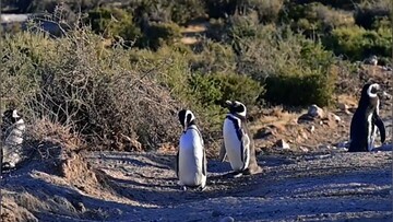 تخریب لانه پنگوئن‌ها به خاطر جاده سازی / فیلم