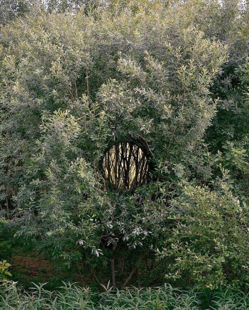 تصاویر تماشایی از خلق اثر هنری عجیب با درختان جنگلی / عکس
