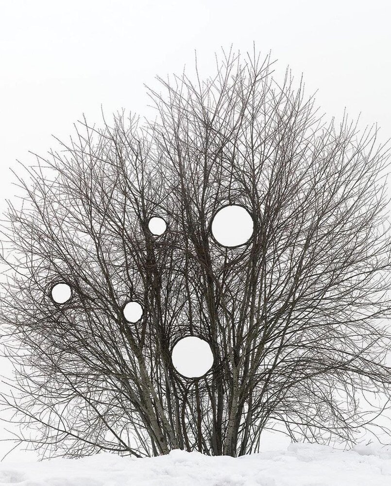 تصاویر تماشایی از خلق اثر هنری عجیب با درختان جنگلی / عکس