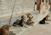 افزایش تعداد سگ‌های ولگرد در مهاباد؛ این بار حمله خونین به خانم معلم