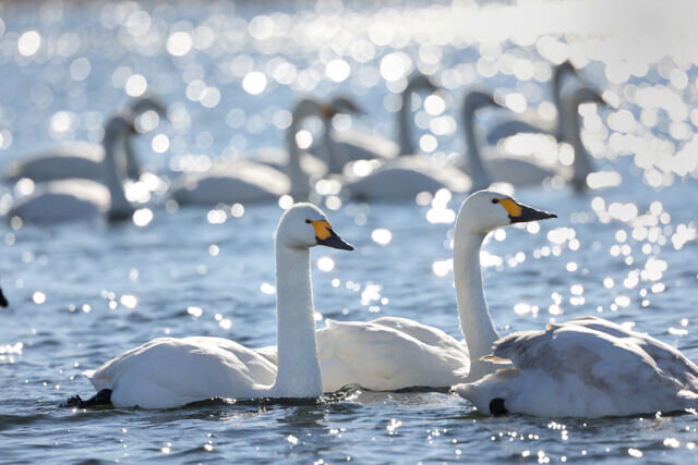 این حیوانات تک همسر هستند / این حیوان مانند انسان عاشق میشود! این حیوانات تک همسر هستند / این حیوان مانند انسان عاشق میشود!