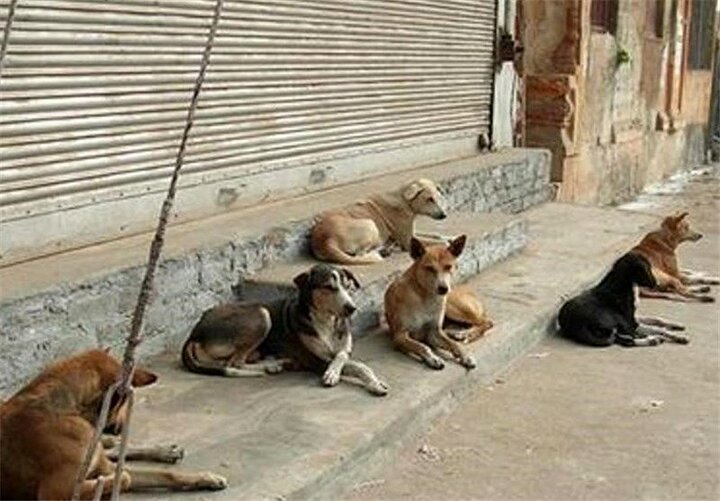 افزایش تعداد سگ‌های ولگرد در مهاباد؛ این بار حمله خونین به خانم معلم