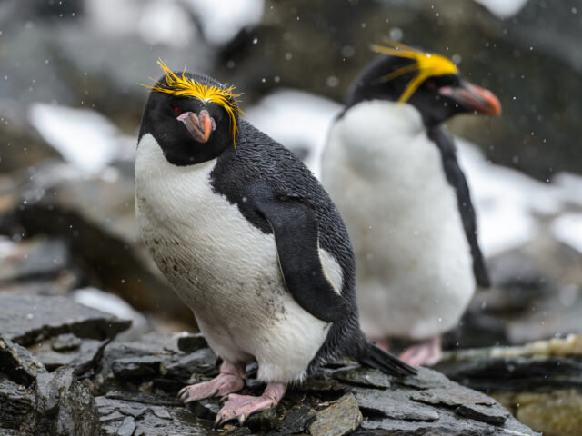 کدام حیوان تک همسر است؟