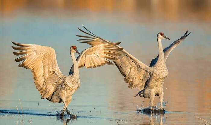 کدام حیوان تک همسر است؟