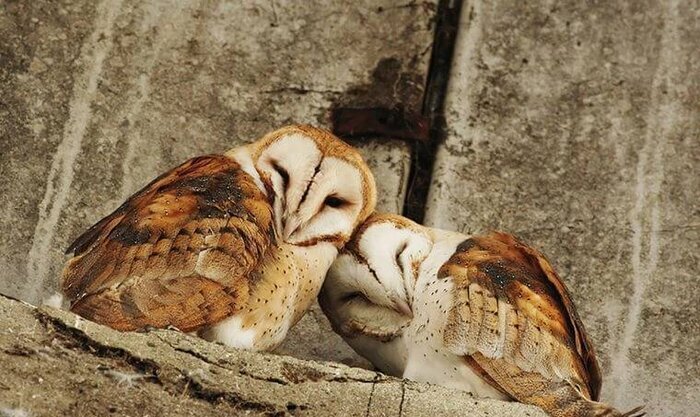 کدام حیوان تک همسر است؟