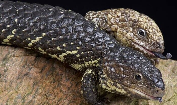 کدام حیوان تک همسر است؟