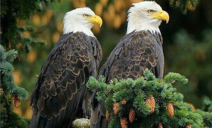 کدام حیوان تک همسر است؟