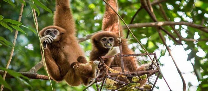 کدام حیوان تک همسر است؟