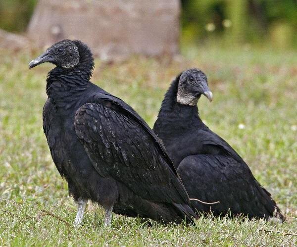 کدام حیوان تک همسر است؟