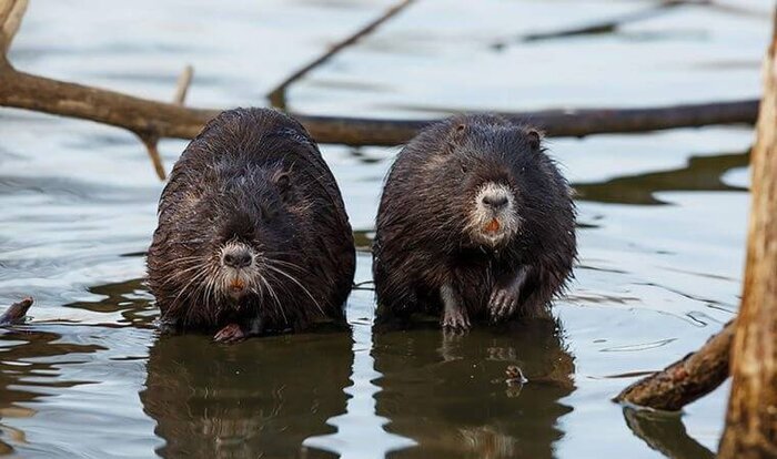 کدام حیوان تک همسر است؟