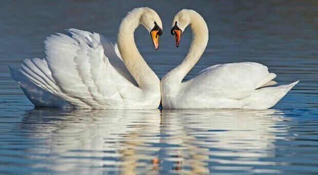 کدام حیوان تک همسر است؟