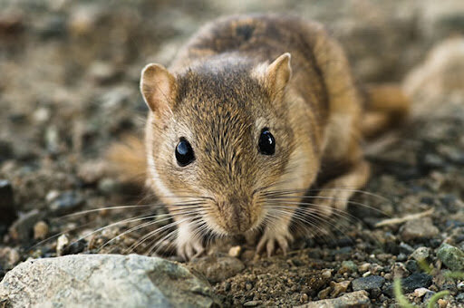 کدام حیوان تک همسر است؟