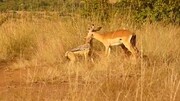 لحظه شکار ایمپالا توسط دو روباه گرسنه / فیلم