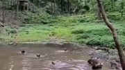 تصاویر دیده نشده از لحظه شیرجه زدن میمون‌ها از بالای درخت به داخل رودخانه / فیلم