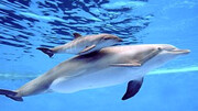 ویدیو تماشایی از لحظه زایمان دلفین در اعماق آب