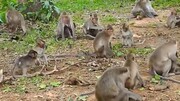 کشف حقایقی عجیب درباره میمون‌های شکارچی که با گوشت حیوانات تغذیه می‌کنند! / فیلم