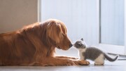 ویدیو احساسی از ابراز علاقه یک بچه گربه به سگ بالغ