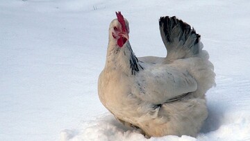 واکنش خنده دار چند مرغ و خروس در اولین برخورد با برف / فیلم