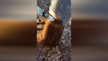 ویدیو عجیب از خارج کردن عفونت از تنه یک درخت بیمار