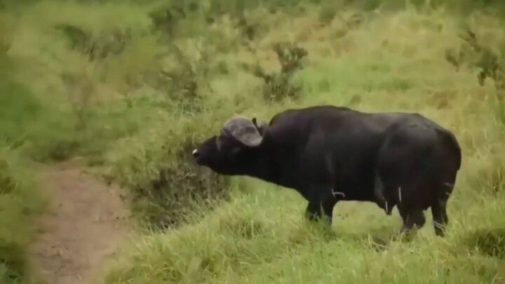 لحظه شکار بچه بوفالو توسط شیر نر گرسنه در طبیعت / فیلم