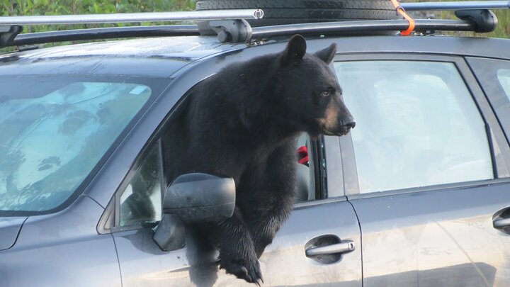 ورود عجیب خرس به داخل خودرو در روسیه سوژه شد! / فیلم