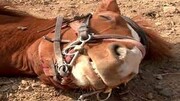 نجات اسب سقوط کرده به داخل چاه عمیق با جرثقیل در بوشهر / فیلم