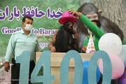 باران شامپانزه ایرانی جانش را از دست داد