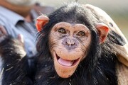 اطلاعیه باغ وحش ارم درباره مرگ بچه شامپانزه ایرانی در کنیا