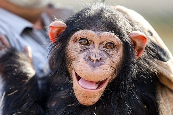 اطلاعیه باغ وحش ارم درباره مرگ بچه شامپانزه ایرانی در کنیا