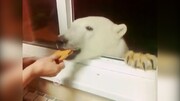 پناه آوردن خرس‌های گرسنه برای دریافت غذا به خانه شهروندان در روسیه / فیلم