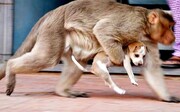اتفاق عجیب در هند / میمون‌های خشمگین "۲۵۰" توله سگ را به طرز وحشتناکی کشتند / تصویر تلخ