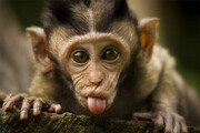ویدیو تماشایی از خواباندن بچه میمون به سبک مادرش