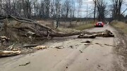 ویدیو هولناک از سقوط ناگهانی درخت غول پیکر روی خودروی شاسی بلند