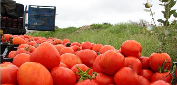 هر کیلو گوجه فرنگی به ۱۶ هزار تومان رسید