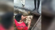 لحظه نجات سگ و توله هایش از کانال آب در خرم آباد / فیلم