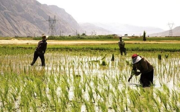 برنج ۸۰ درصد گران شد / قیمت انواع برنج ایرانی اعلام شد