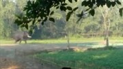 ویدیو هولناک از حمله فیل به مرد محلی