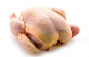 روش های تشخیص گوشت مرغ سالم از فاسد  / مرغ منجمد سالم این خصوصیات را دارد