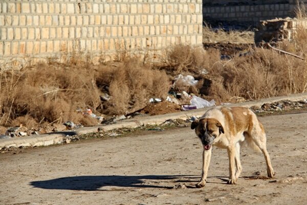 بین یک تا 3 میلیون سگ بلاصاحب در کشور وجود دارد| سالانه ۵۰ نفر در ایران توسط سگ‌ها کشته می‌شوند