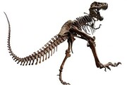 کشف جنین ۷۲ میلیون ساله دایناسور / عکس