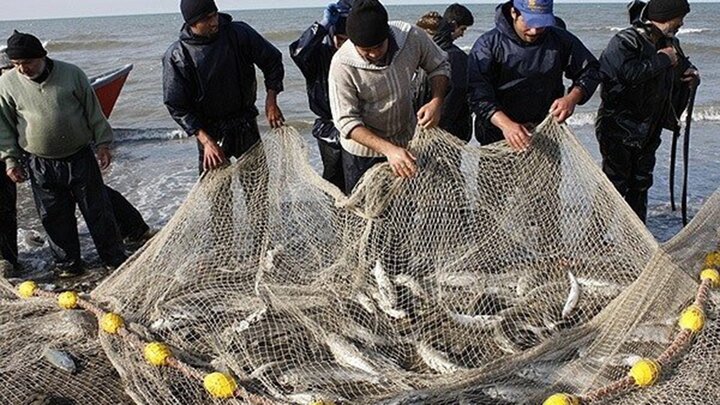 افزایش صید ماهی سفید در سواحل گلستان